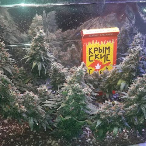 Красотка growlog timeline photo
