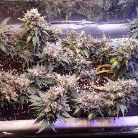 Красотка growlog timeline photo