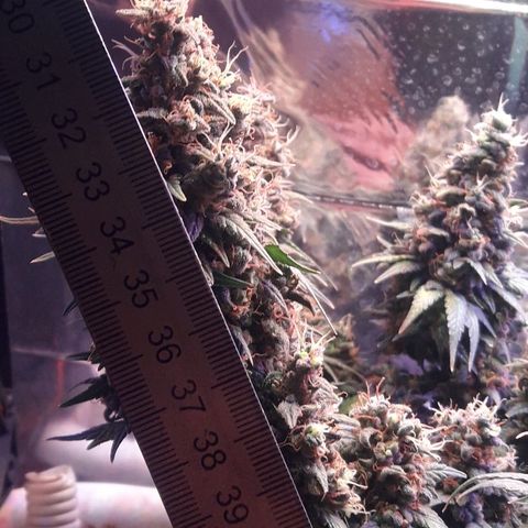 Красотка growlog timeline photo