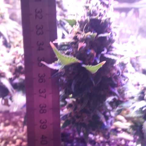 Красотка growlog timeline photo