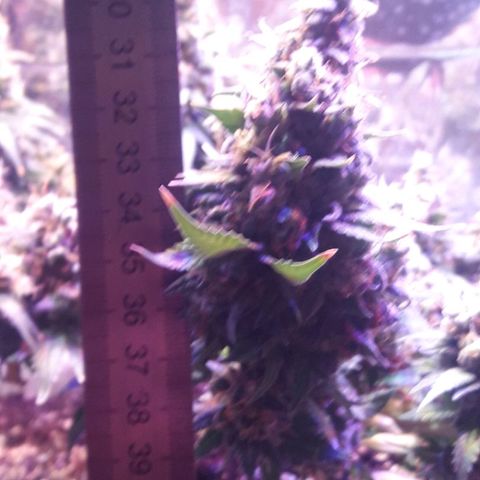 Красотка growlog timeline photo
