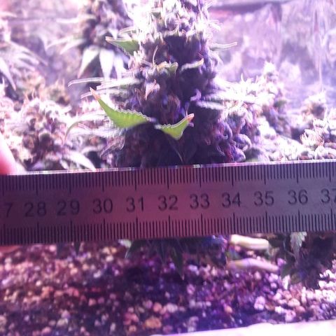 Красотка growlog timeline photo