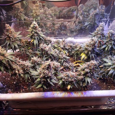 Красотка growlog timeline photo