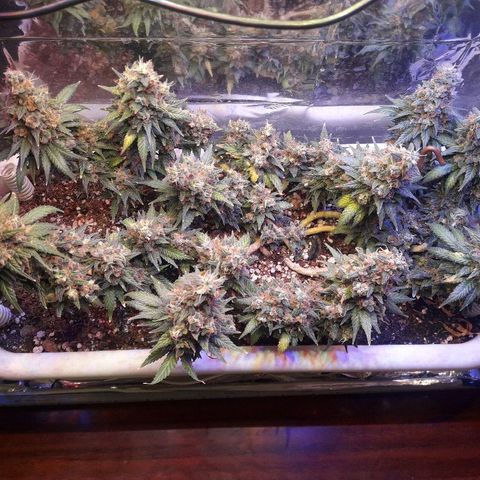 Красотка growlog timeline photo