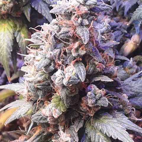Красотка growlog timeline photo