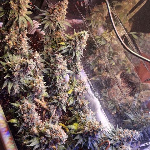 Красотка growlog timeline photo