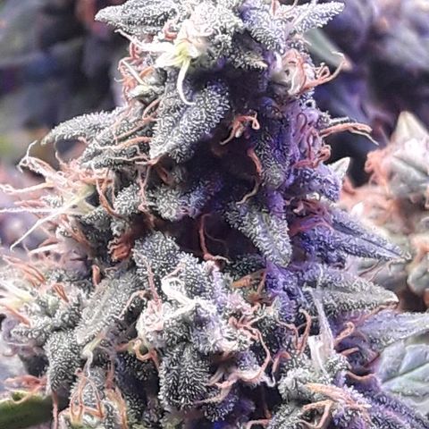 Красотка growlog timeline photo