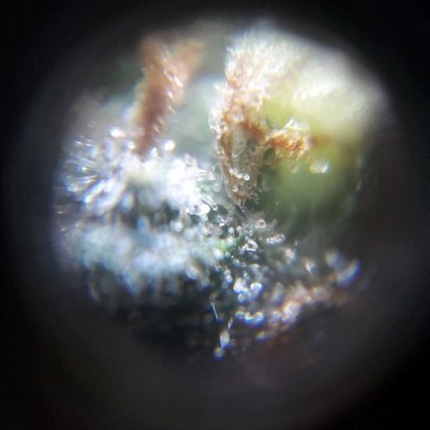 Красотка growlog timeline photo