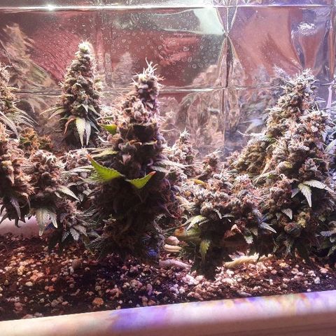 Красотка growlog timeline photo