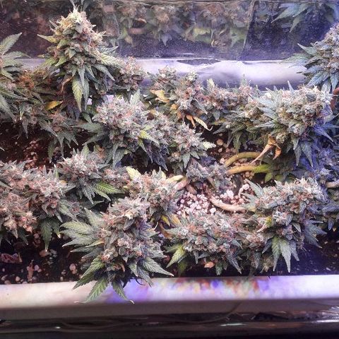 Красотка growlog timeline photo