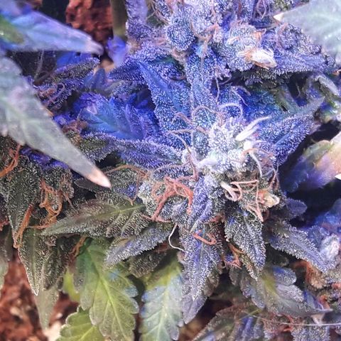 Красотка growlog timeline photo