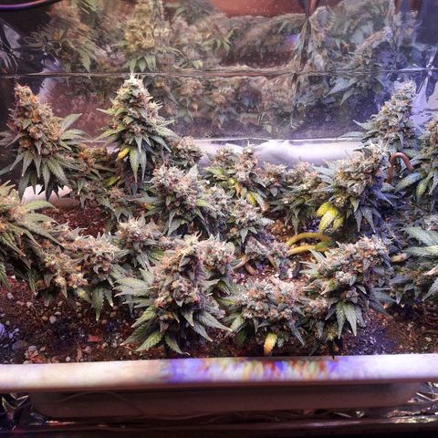 Красотка growlog timeline photo