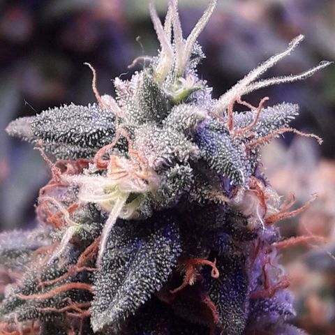 Красотка growlog timeline photo