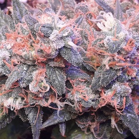 Красотка growlog timeline photo