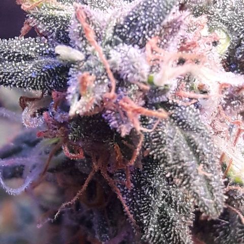 Красотка growlog timeline photo
