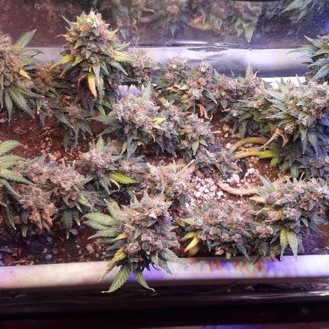 Красотка growlog timeline photo