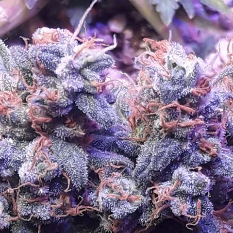 Красотка growlog timeline photo