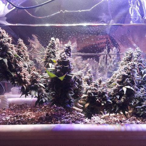 Красотка growlog timeline photo