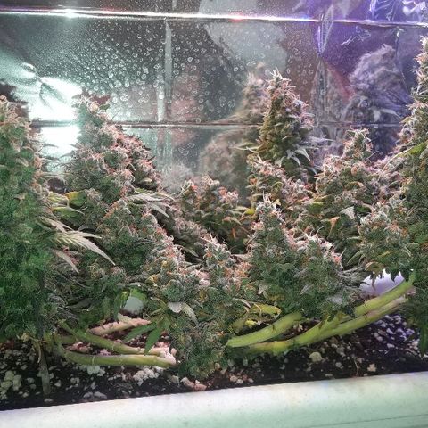 Красотка growlog timeline photo
