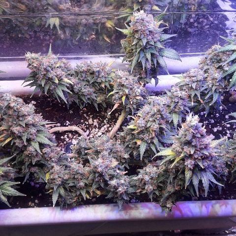 Красотка growlog timeline photo