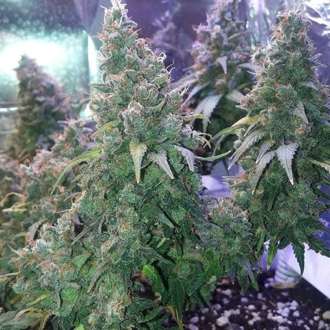 Красотка growlog timeline photo