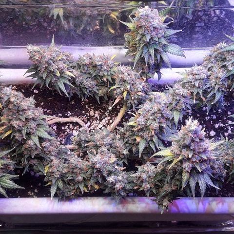 Красотка growlog timeline photo