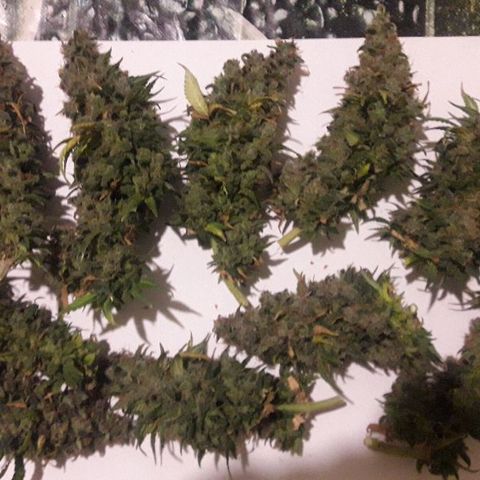 Красотка growlog timeline photo