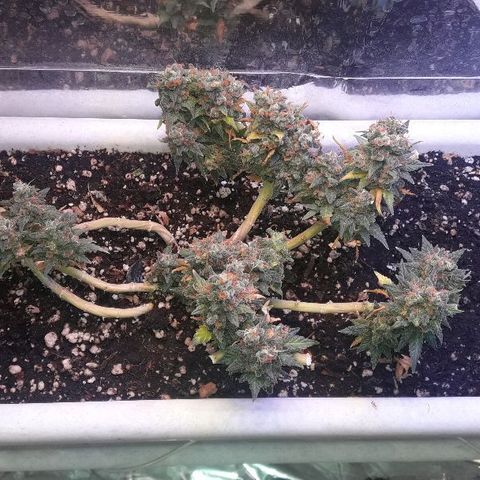 Красотка growlog timeline photo