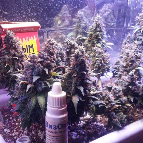 Красотка growlog timeline photo