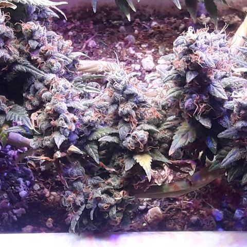 Красотка growlog timeline photo