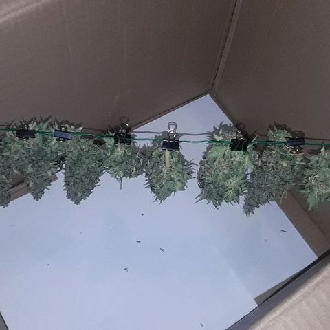Красотка growlog timeline photo