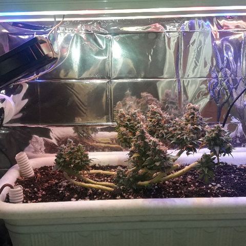 Красотка growlog timeline photo