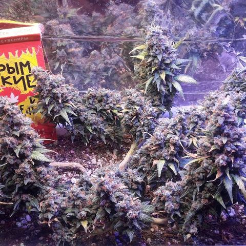 Красотка growlog timeline photo