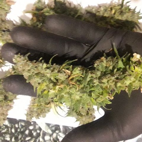Красотка growlog timeline photo