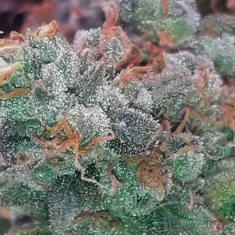 Красотка growlog timeline photo