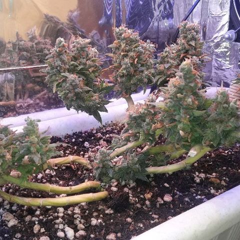 Красотка growlog timeline photo