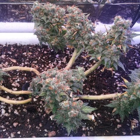 Красотка growlog timeline photo