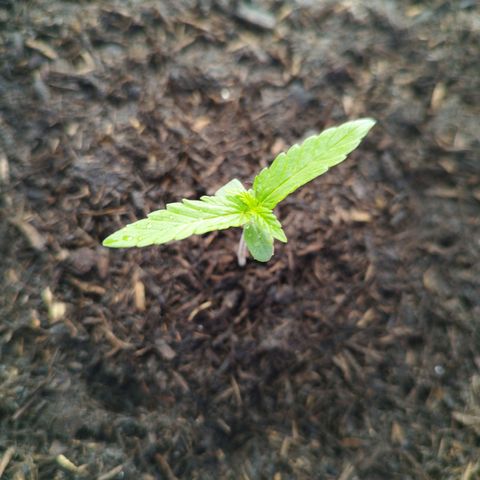 Royal Gorilla Automatic growlog timeline photo