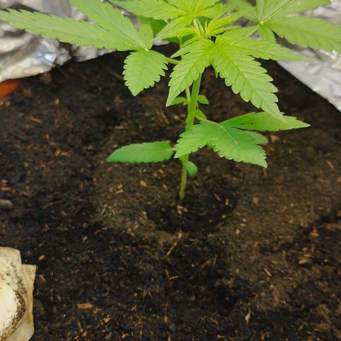 Royal Gorilla Automatic growlog timeline photo