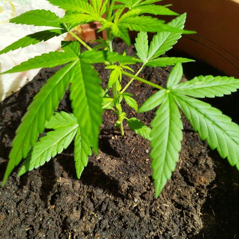 Royal Gorilla Automatic growlog timeline photo