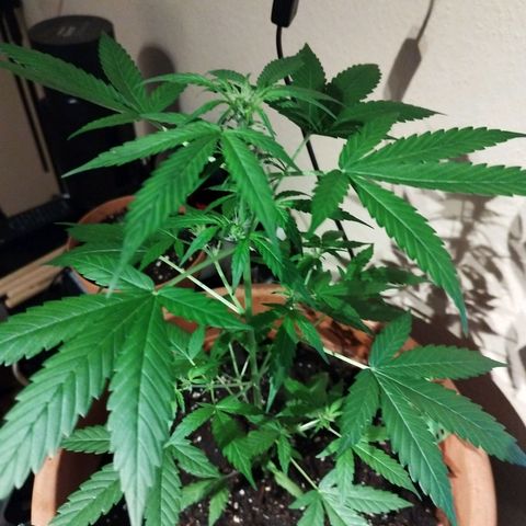 Royal Gorilla Automatic growlog timeline photo