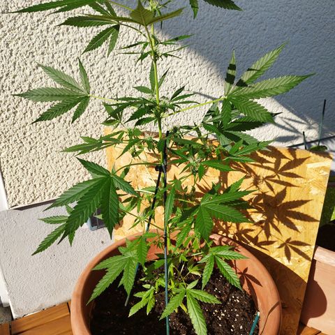 Royal Gorilla Automatic growlog timeline photo