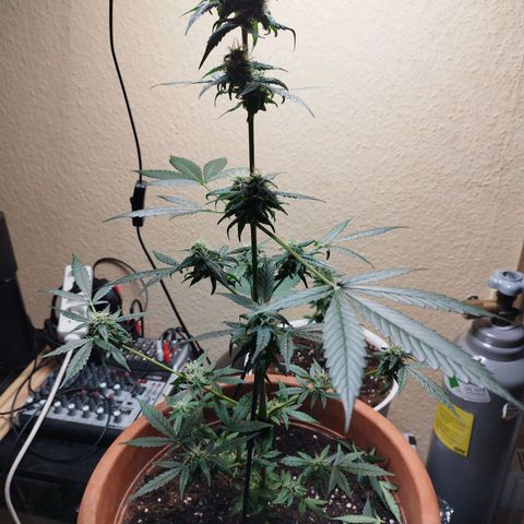 Royal Gorilla Automatic growlog timeline photo