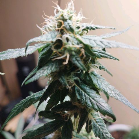 Royal Gorilla Automatic growlog timeline photo