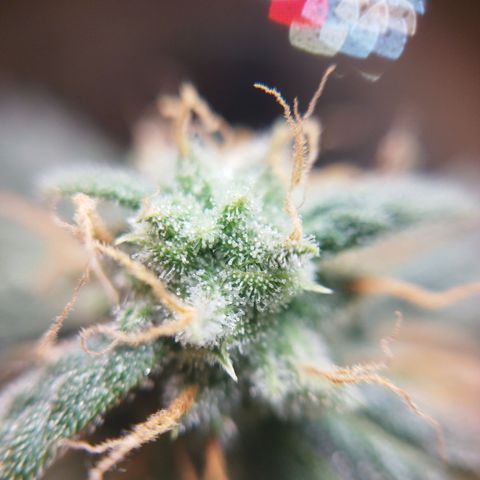 Royal Gorilla Automatic growlog timeline photo
