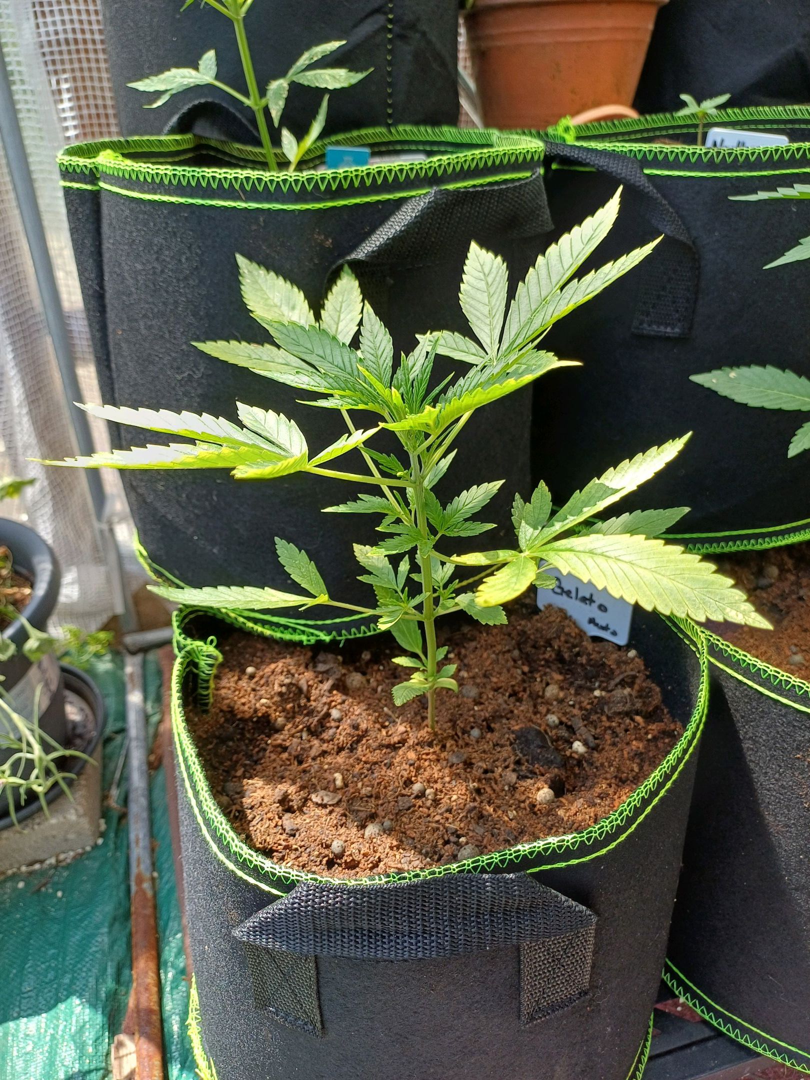 Gelato Auto Fast Buds growlog header
