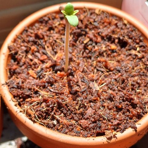 Pink Runtz Auto growlog timeline photo