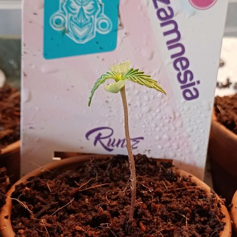 Pink Runtz Auto growlog photo: 1.75in tall