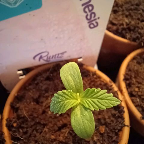Pink Runtz Auto growlog timeline photo