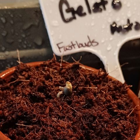 Gelato Auto Fast Buds growlog photo